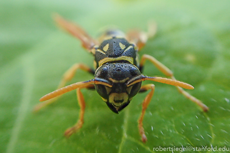 yellow jacket